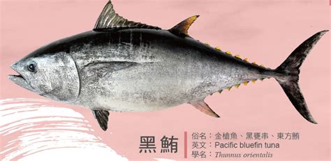 黑條魚|太平洋黑鮪 (Thunnus orientalis)